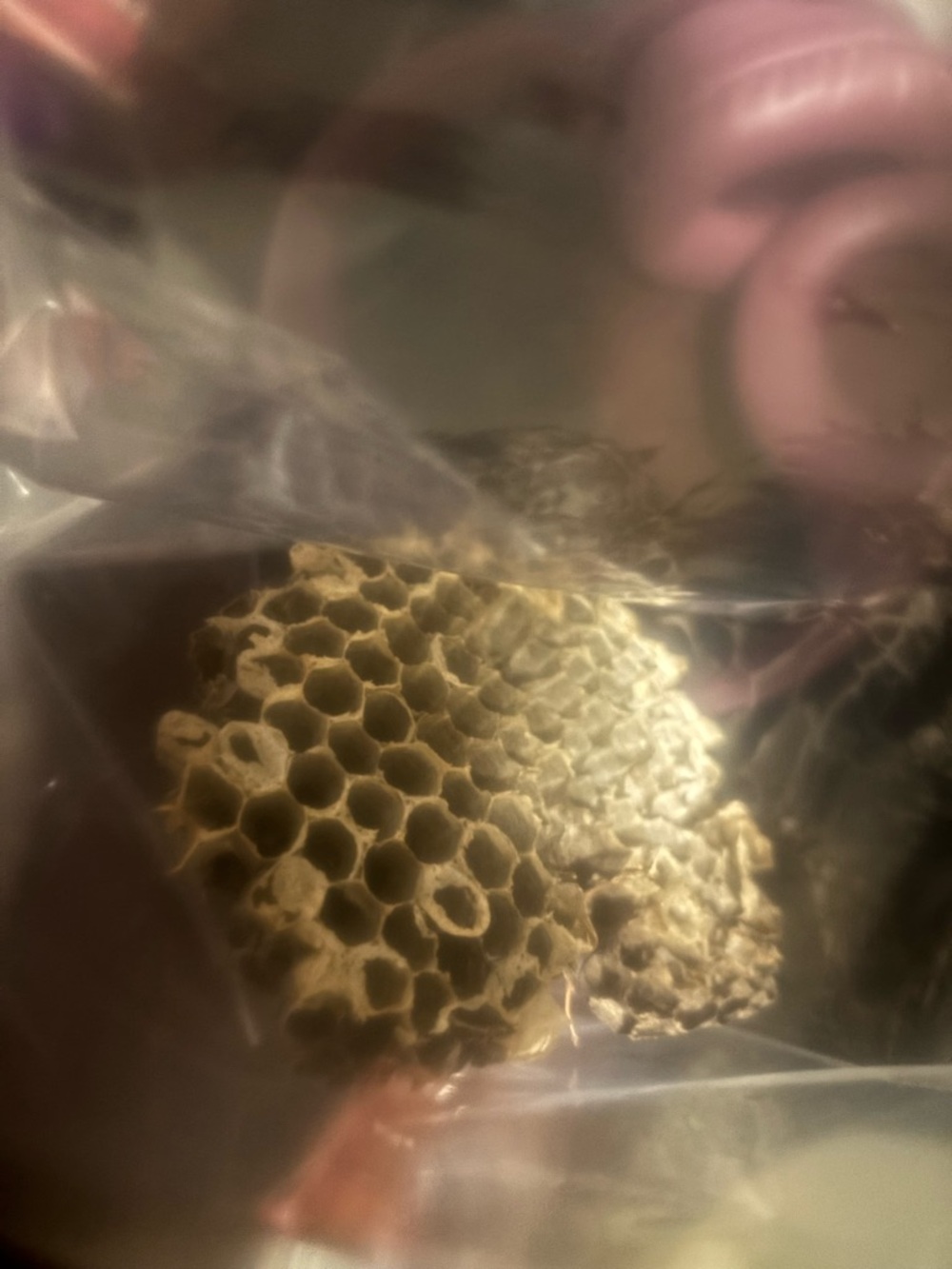 5x4 Natural Honeycomb Wasp Nest- Witch Protection Decor Nature
